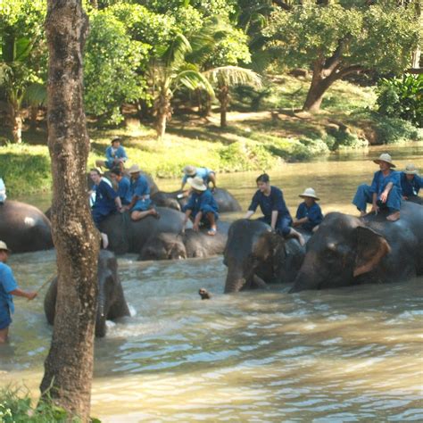 THAI ELEPHANT CONSERVATION CENTER (2025) All You Need to Know BEFORE ...