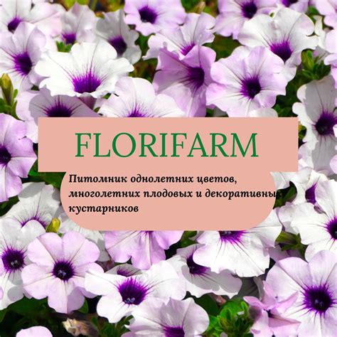 Канал Florifarm -- Цветочная ферма смотри онлайн на RUTUBE!