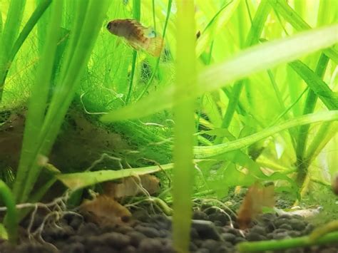 Do these scarlett badis look sick? I want them so bad and may never ...