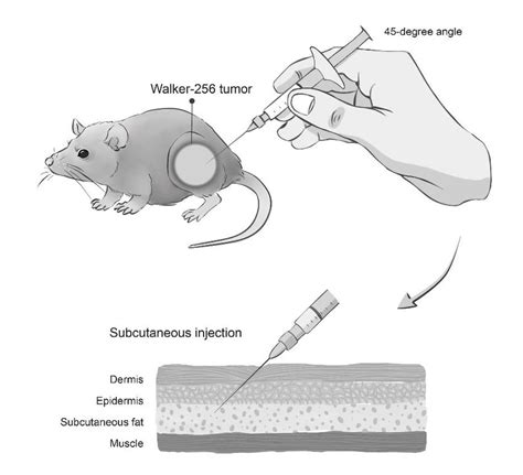 Image result for Subcutaneous Injection Mouse