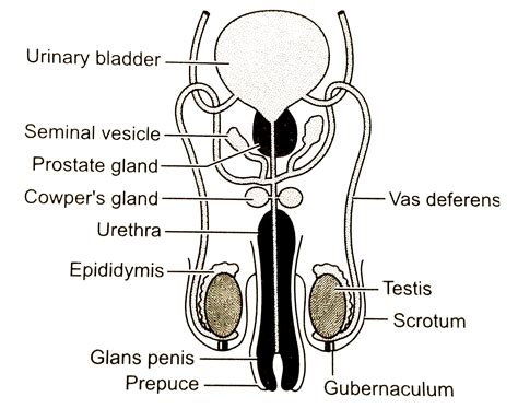 Reproductive System for Men 的图像结果