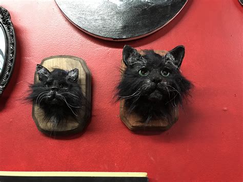 Taxidermy Cat