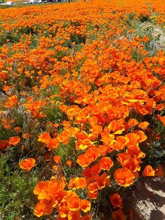 Antelope Valley California Poppy Reserve (Lancaster) - 2019 What to ...