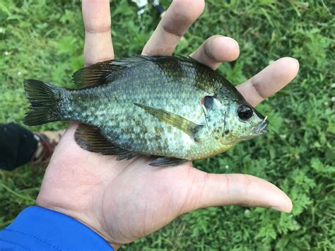 About Redear Sunfish - Maryland Biodiversity Project