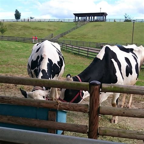 UDA ANIMAL PARK (2025) All You Need to Know BEFORE You Go (with Photos ...