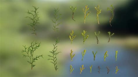 3D Anydrafts Chamaecyparis Leaves Textures Pack - TurboSquid 2323954