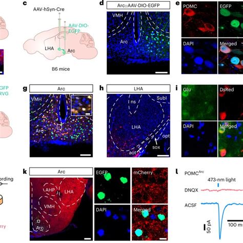 Image result for Glua4 Neuron