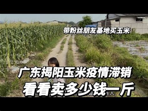 广东揭阳玉米疫情滞销，看看卖多少钱一斤，带粉丝朋友基地拿货 - YouTube