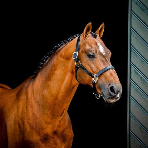 Image result for Licol Cheval