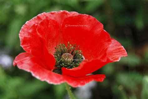 Poppy flower varieties