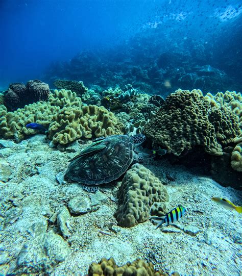 The Scuba Squad | Koh Chang | PADI Dive Center