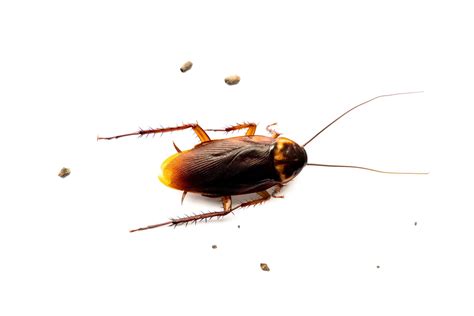 What Attracts Cockroaches into Your Home? | EcoGuard