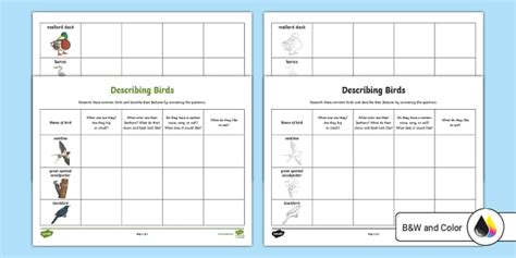 Describing Birds Activity (teacher made) - Twinkl
