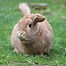 Image result for Cutest Bunny Rabbits