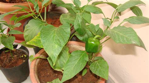 How To Grow Bell Peppers In A Container Vegetable Garden - The Plant Guide