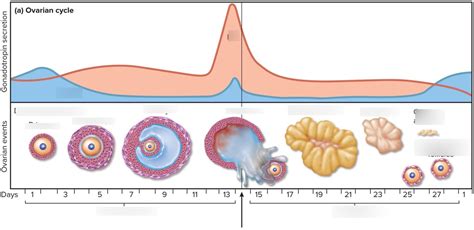 ovulation cycle Diagram | Quizlet