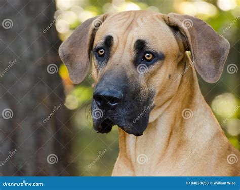 Rottweiler Great Dane Mix