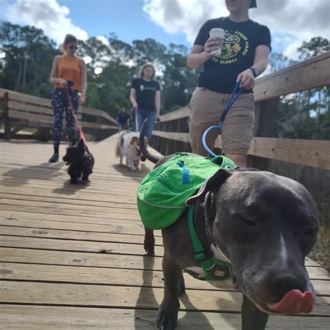 fit-dog-walk-2 – Meika's Helping Paws