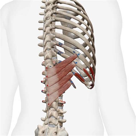 Serratus Posterior Inferior And Superior