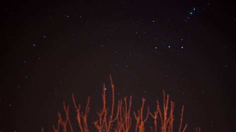 Download wallpaper 1920x1080 starry sky, stars, branches, night, night ...