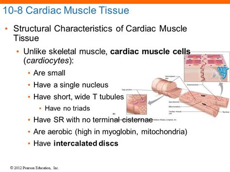 Cardiac Muscle Structure 的图像结果