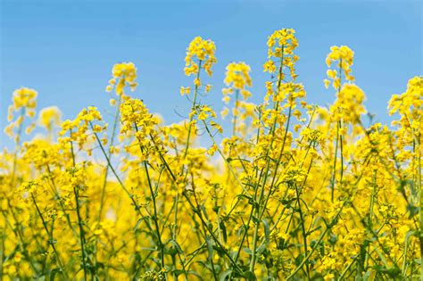 How Does Mustard Plant Look Like at Shanita Parker blog