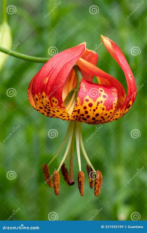Turk`s Cap Lily Flower Close Up Stock Image - Image of orange, botany ...