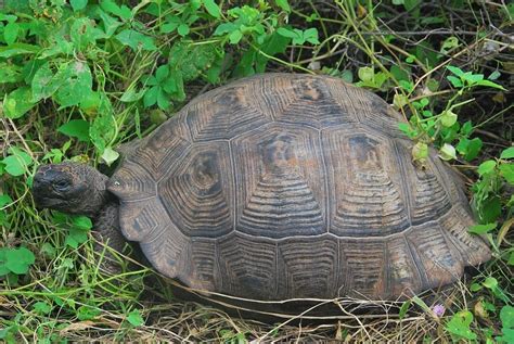 Image result for Snapper Turtle