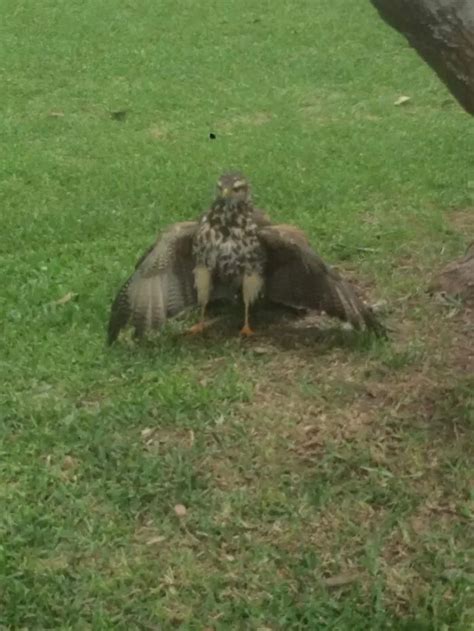 Image result for Bird Fail