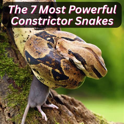 Image result for Boa Constrictor vs Python