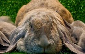 Image result for Blue Lop Bunny