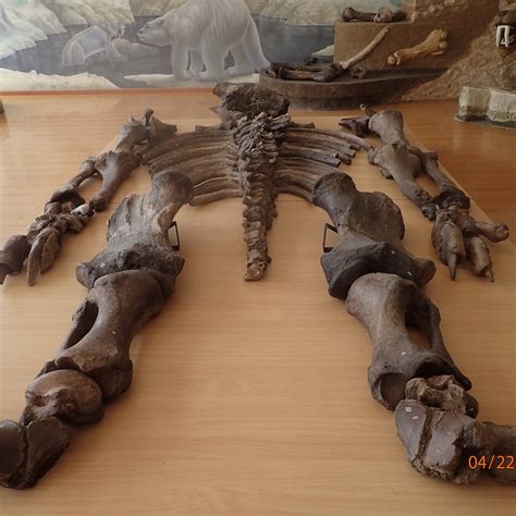 MUSEO PALEONTOLOGICO MEGATERIO (2024) All You Need to Know BEFORE You ...