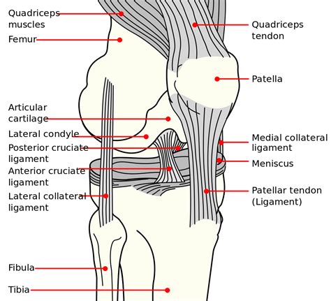 Knee_diagram.svg