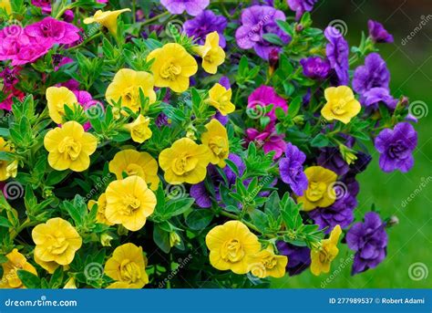 Calibrachoa Elegans Million Bells Flowers, Closeup. Stock Image - Image ...