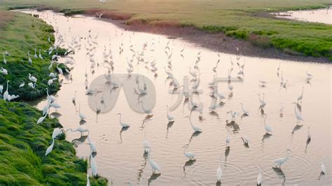 新疆湿地迎迁徙候鸟归来 数万只候鸟栖息觅食