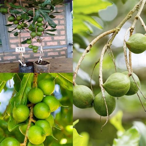 Macadamia plant hybrid (Macadamia integrifolia) " Orginal Rear ...
