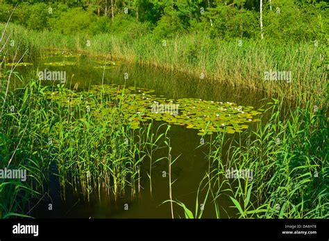 Pond 的图像结果