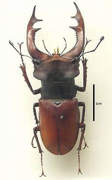 rinoceronte volante il cervo volante e lo scarabeo rinoceronte rinoceronte volante il cervo volante e lo scarabeo rinoceronte
