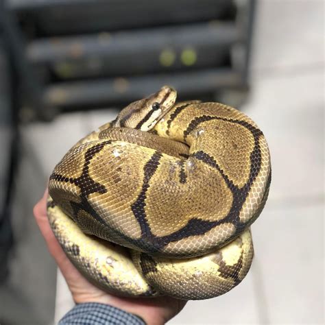 Snakes Python Cute 的图像结果