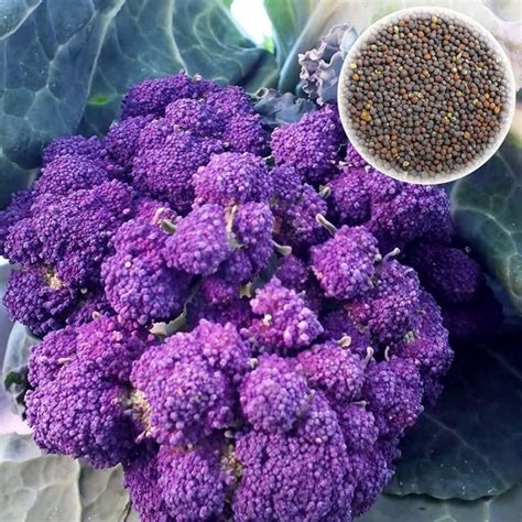 CYBEXIS Purple Broccoli Seeds1000 Seeds Seed Price in India - Buy ...
