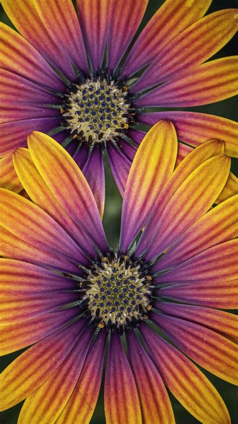 Download wallpaper 1080x1920 african daisy, flower, petals, macro ...