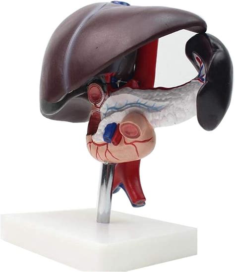 Human Pancreas And Duodenum Simulation Model Human Liver Model Anatomy ...