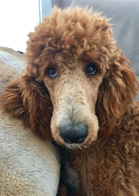 Poodle Haircut Styles | Standard poodle, Poodle puppy, Poodle haircut