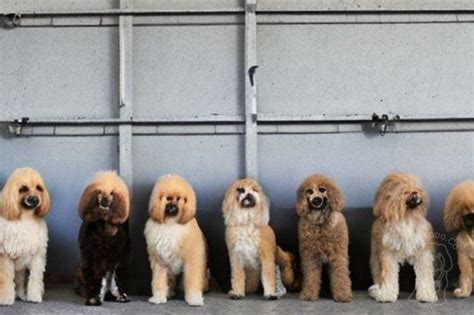 Image result for Cavapoo Dogs 101