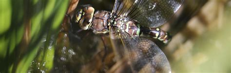Do Female Dragonflies Feign Death to Avoid Sex? - The Wire