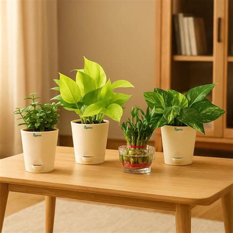 Rolling Nature Combo of Good Luck Air Purifying Money Plant in Plastic ...