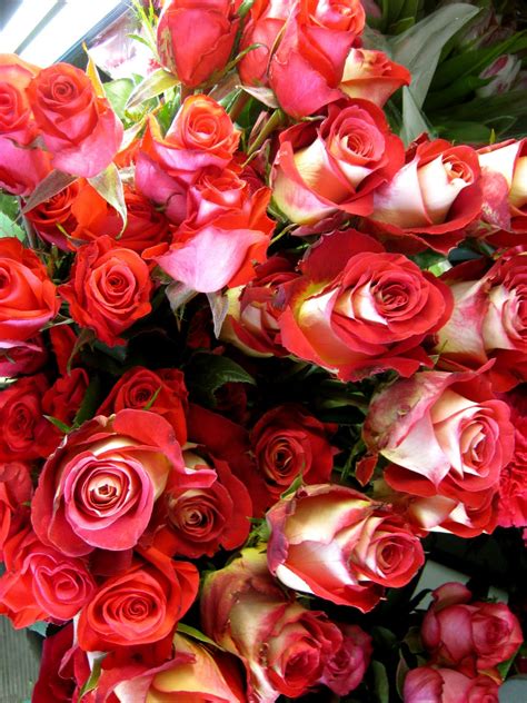 Image result for red roses