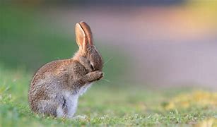 Image result for Cute Rabbit Background Computer