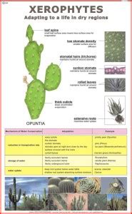 Xerophytes Chart Paper Print - Educational posters in India - Buy art ...