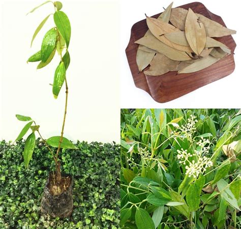 Golden Bloom Tej Patta Plant Height 1-2 FT, Tej Patta, Tamalpatra ...